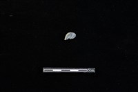 板岩片藏品圖，第2張